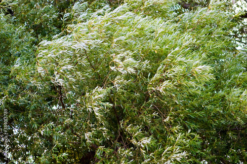 Blowing Tree Background photo