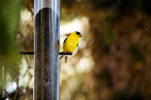 Cuadro en lienzo Gold Finch
