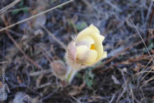 
snowdrop flower