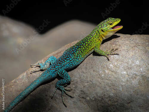 La lagartija esbelta o tenue (Liolaemus tenuis). photo