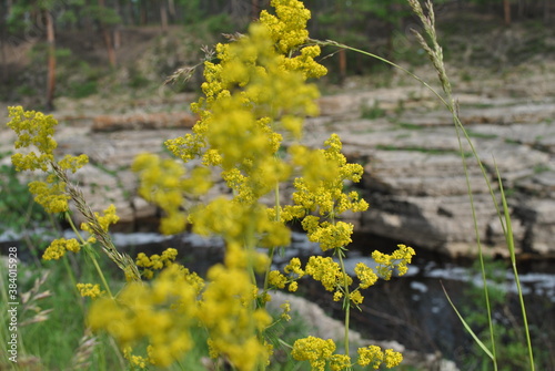 flowers in the forest
