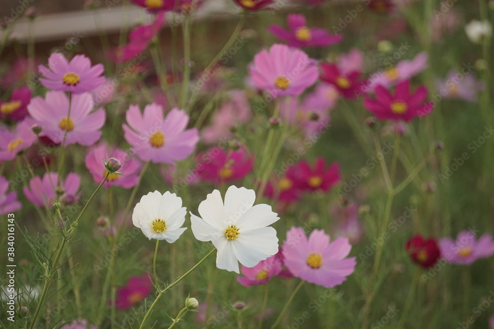 秋桜 秋桜