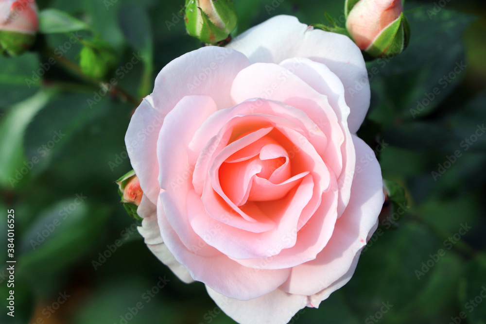 Pink rose in garden. Gardening. Pink rose. Flower in garden Pink rose in garden. Gardening. Pink rose. Flower in garden