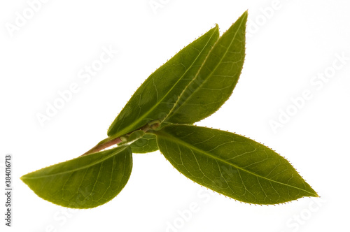 fresh tea leaves photo