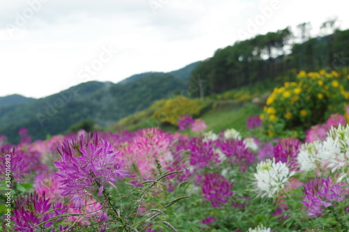 タイのメーホンソーンの花②