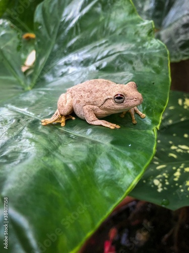 Roth's tree frog or the northern laughing tree frog, Litoria rothii,  is a tree frog native to northern Australia and southern Papua New Guinea. photo