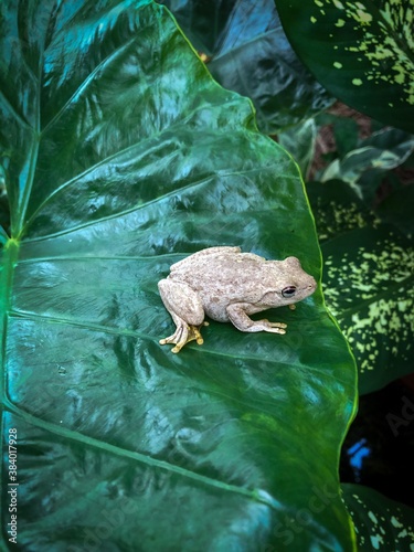 Roth's tree frog or the northern laughing tree frog, Litoria rothii,  is a tree frog native to northern Australia and southern Papua New Guinea. photo