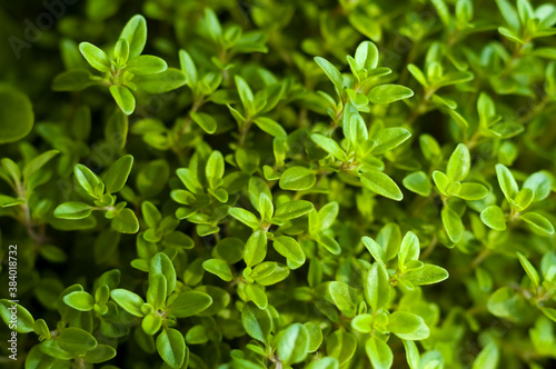 growing herbs photo