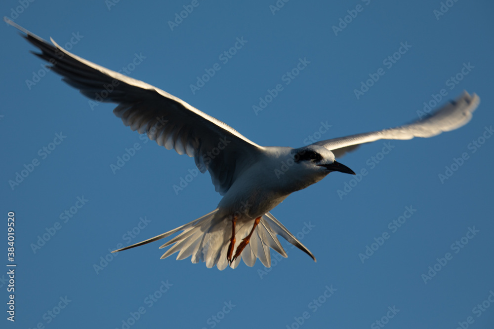 Obraz premium Forster's tern about to dive into the San Francisco Bay