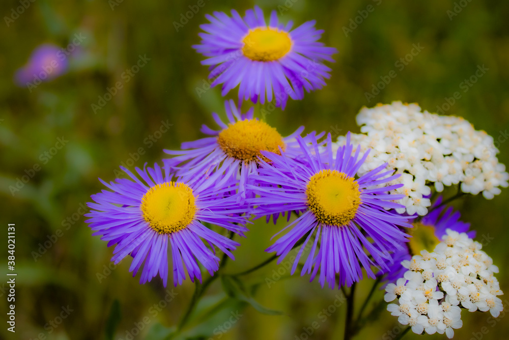 flowers in the garden