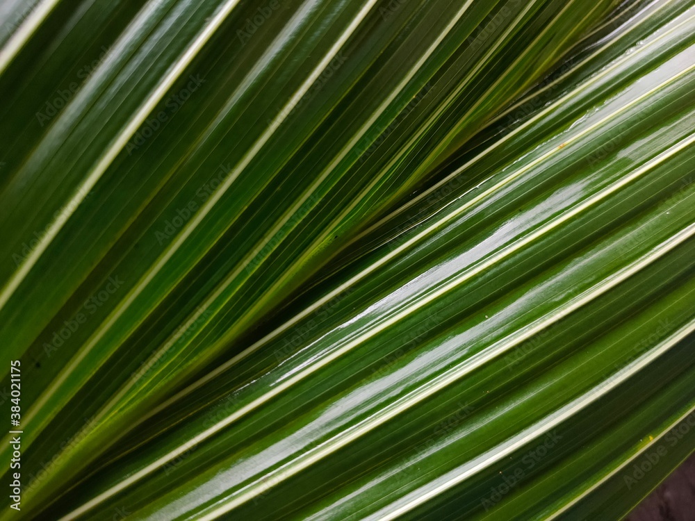 palm leaf texture palm leaf texture