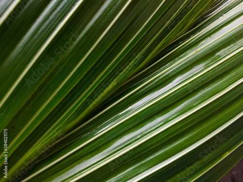 palm leaf texture © Saijai