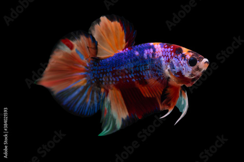 Multi color betta fish, siamese fighting fish betta splendens isolated on black background.