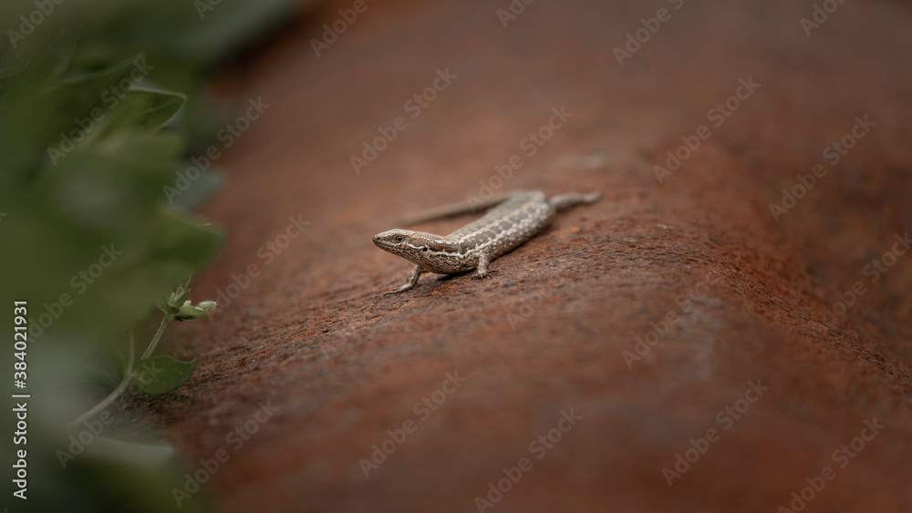 Naklejka premium lizard on a tree
