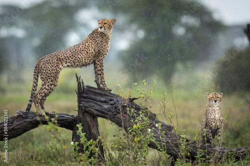 Two adult cheetah sitting on a dead and wet tree branch in the rain in Ndutu in Tanzania