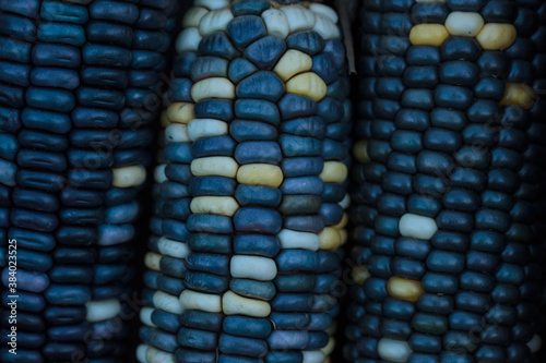 Canvas Print close up of blue corn
