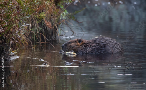 Canvas Print A beaver (Castor) gnawing on wood in a misty pond on an autumn morning in Algonq