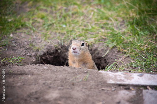 a small wild ground squirrel looks out of a hole next to the road, waiting to be fed