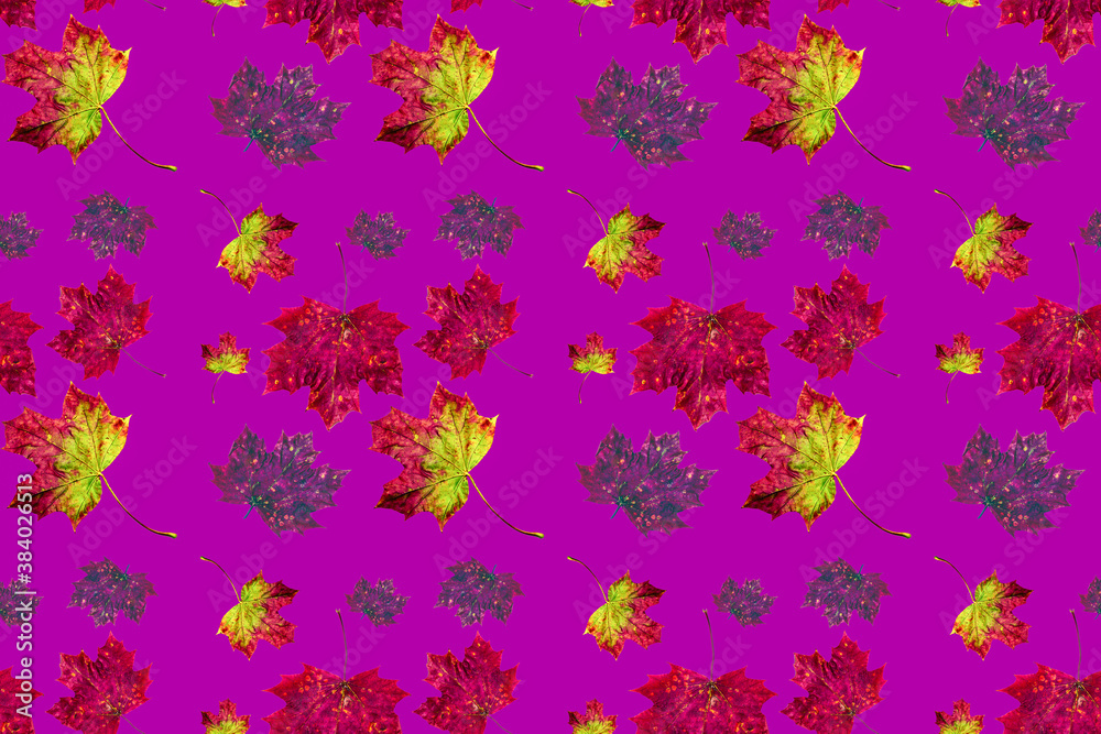 autumn maple leaves autumn maple leaves