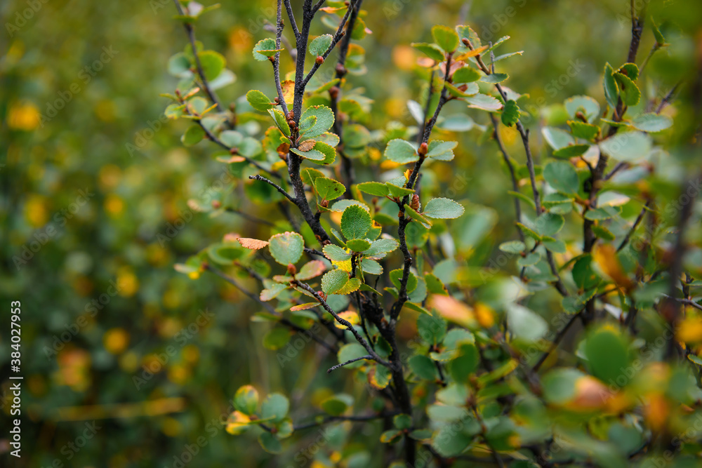Shrub with green and yellow leaves, close-up. Branches with autumn leaves, soft focus. Plant background.