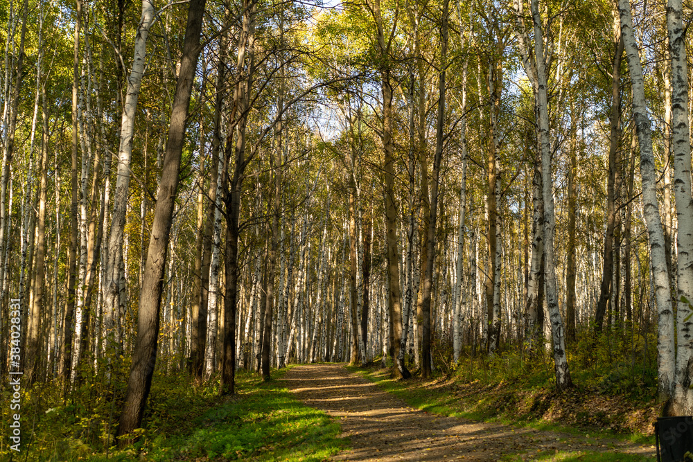 Natural landscape with a view of trees and a path in the grove.