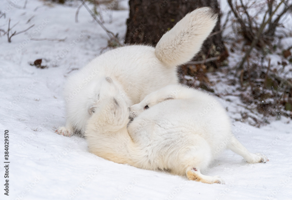 Fototapeta premium Arctic Fox in winter