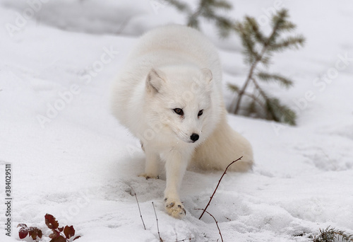 Arctic Fox in winter © Chris