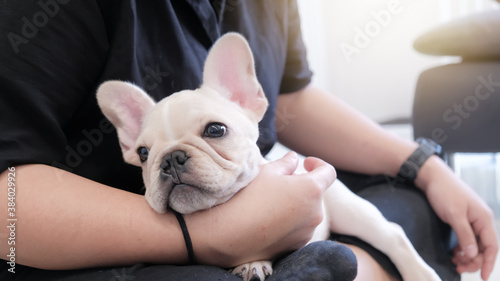 Cute young white French bulldog lying on woman owner's hand