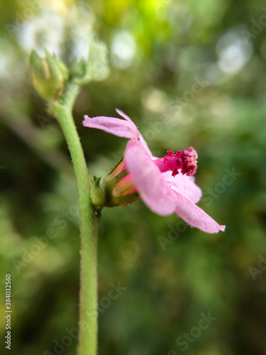 Beautiful Flower on blur effect Background