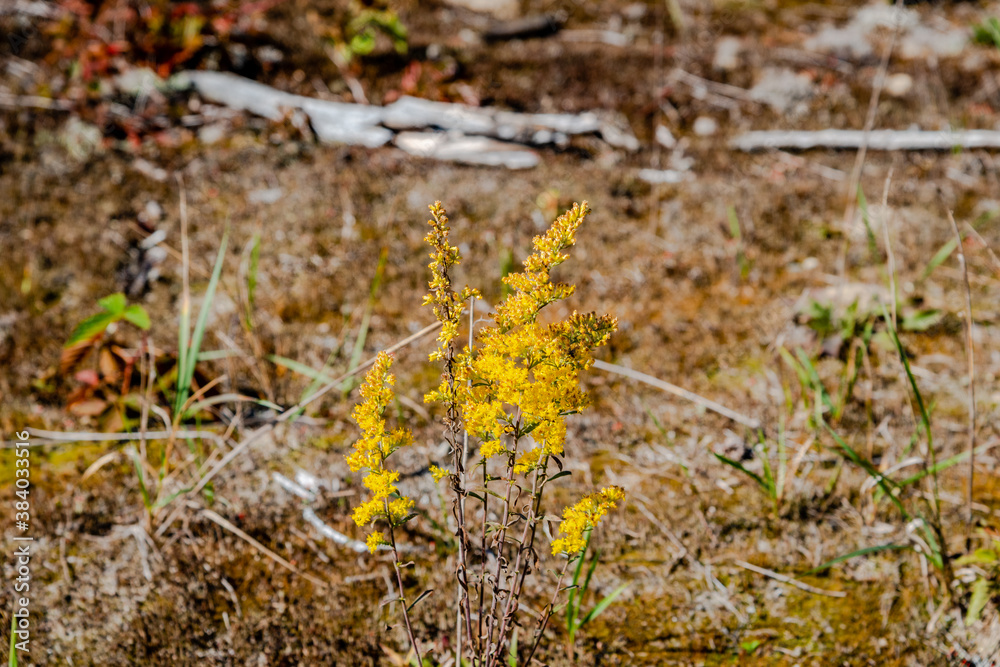 Canada Goldenrod is a tall herbaceous perennial with bright green leaves that grow mostly from the stems and bright yellow clusters of flowers at the tops of stems. Canada Goldenrod is a tall herbaceous perennial with bright green leaves that grow mostly from the stems and bright yellow clusters of flowers at the tops of stems.