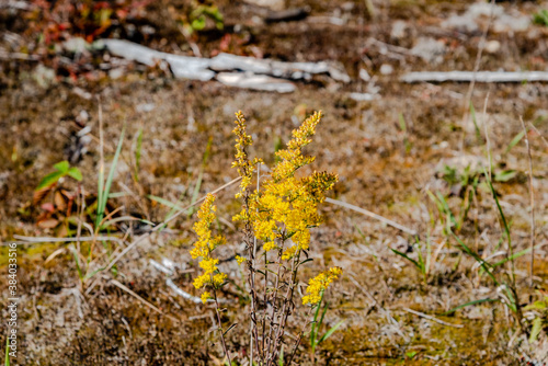 Canada Goldenrod is a tall herbaceous perennial with bright green leaves that grow mostly from the stems and bright yellow clusters of flowers at the tops of stems.