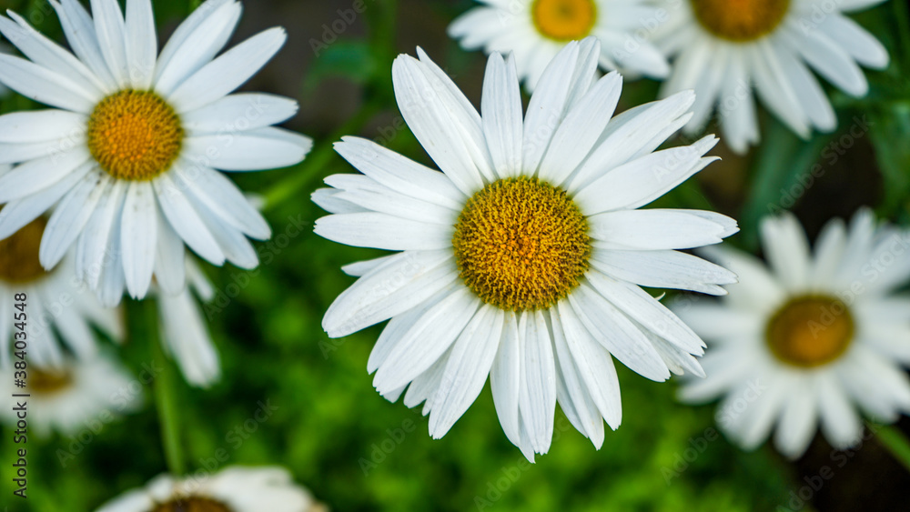 Obraz premium daisies in a garden