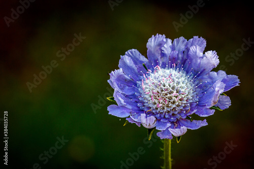 Blooming flower in a garden