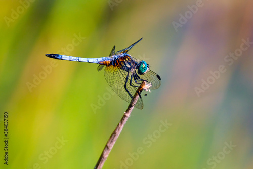 Blue and Green Dragonfly