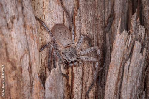 Hunstman spider under bark on a tree