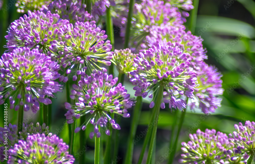 spiky purple allium flowers in a springtime garden spiky purple allium flowers in a springtime garden