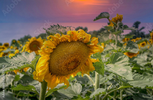 Fototapeta Naklejka Na Ścianę i Meble -  hundreds of sunflowers bow their head under a warm setting sun in a Michigan USA field