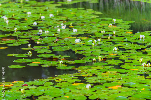 Luxurious water lilies in a beautiful old park © alexanderkonsta