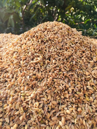 Drying of the rice grain in the sunlight after harvest.