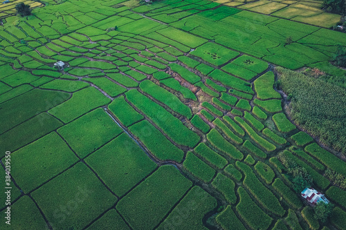 Green rice fields in the Green season