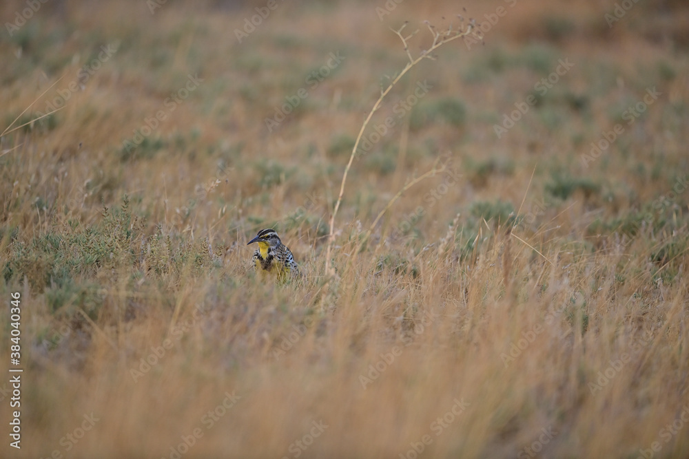 Western Meadowlark aka Sturnella neglecta
