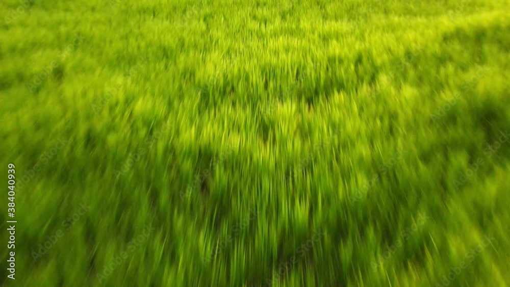 Panorama view landscape, Flight over the Green rice field. Aerial drone shot.
Panorama view landscape, Flight over the Green rice field. Aerial drone shot.