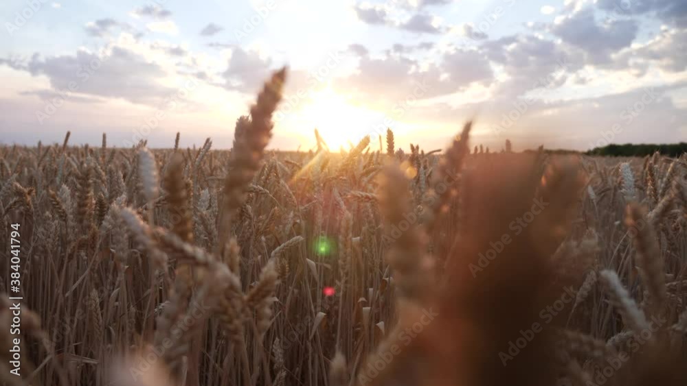 ears of wheat on the field a during sunset. wheat agriculture harvesting agribusiness concept. walk in large wheat field. large harvest of wheat in lifestyle summer on the field landscape ears of wheat on the field a during sunset. wheat agriculture harvesting agribusiness concept. walk in large wheat field. large harvest of wheat in lifestyle summer on the field landscape