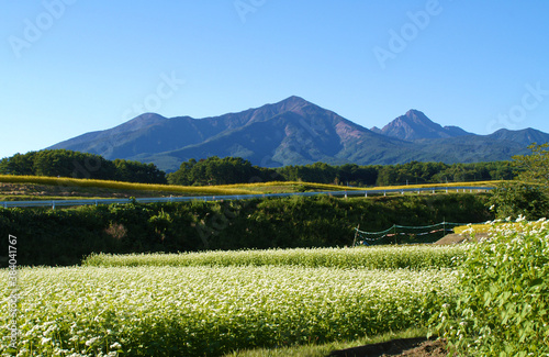 ソバの花と稲、八ヶ岳の風景