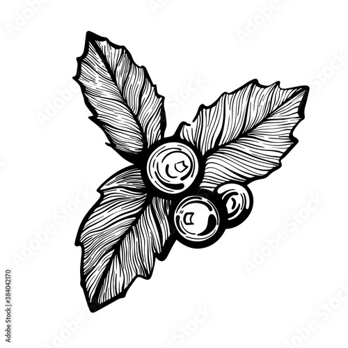Holly twig hand-drawn linear vector illustration. Christmas Holly berries