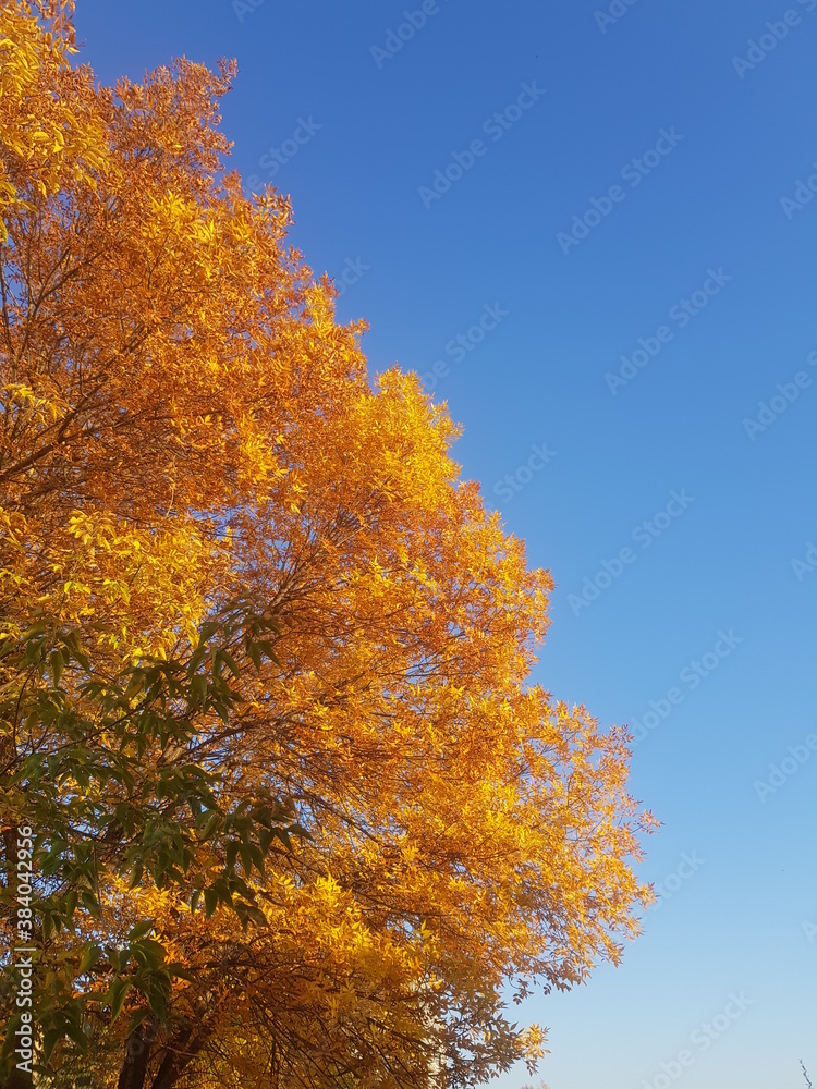 Fototapeta premium autumn in the park