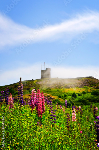 Garden lupin flowers at Signal Hill