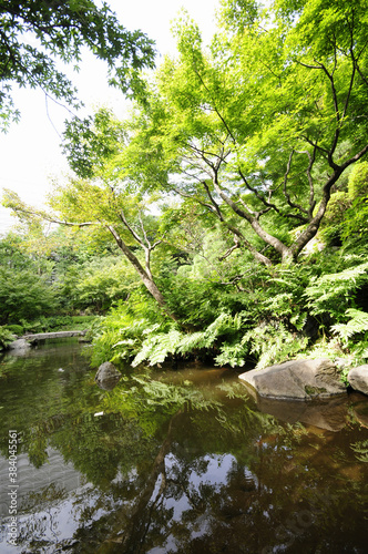 池田山公園の森林と池