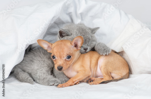 Sleepy gray kitten and toy terrier puppy sleep together under white blanket on a bed at home