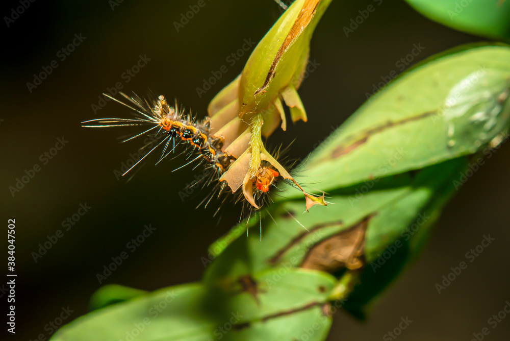 Naklejka premium Caterpillars eating leaves to make it healthy.